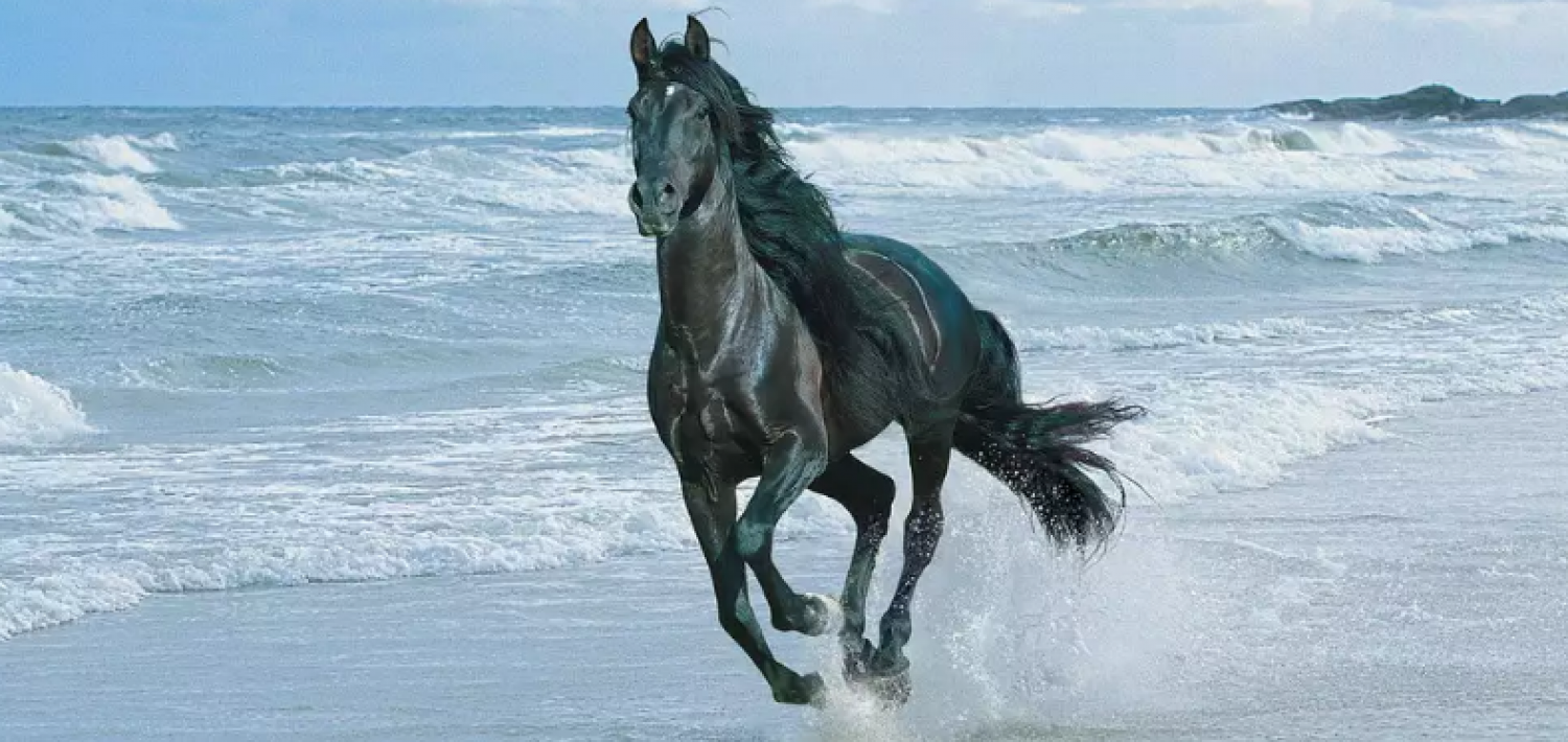 Сонник черная лошадь. Кони бегущие по волнам. Черных коней в воде. Черная лошадь на берегу моря. Видео конь бежит по воде.